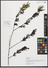 Foto von Salix purpurea L.
